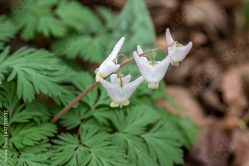 Macro texture background of uncultivated tiny white Dutchman s Breeches  Dicentra cucullaria  wildflowers growing in their native woodland habitat in early spring.