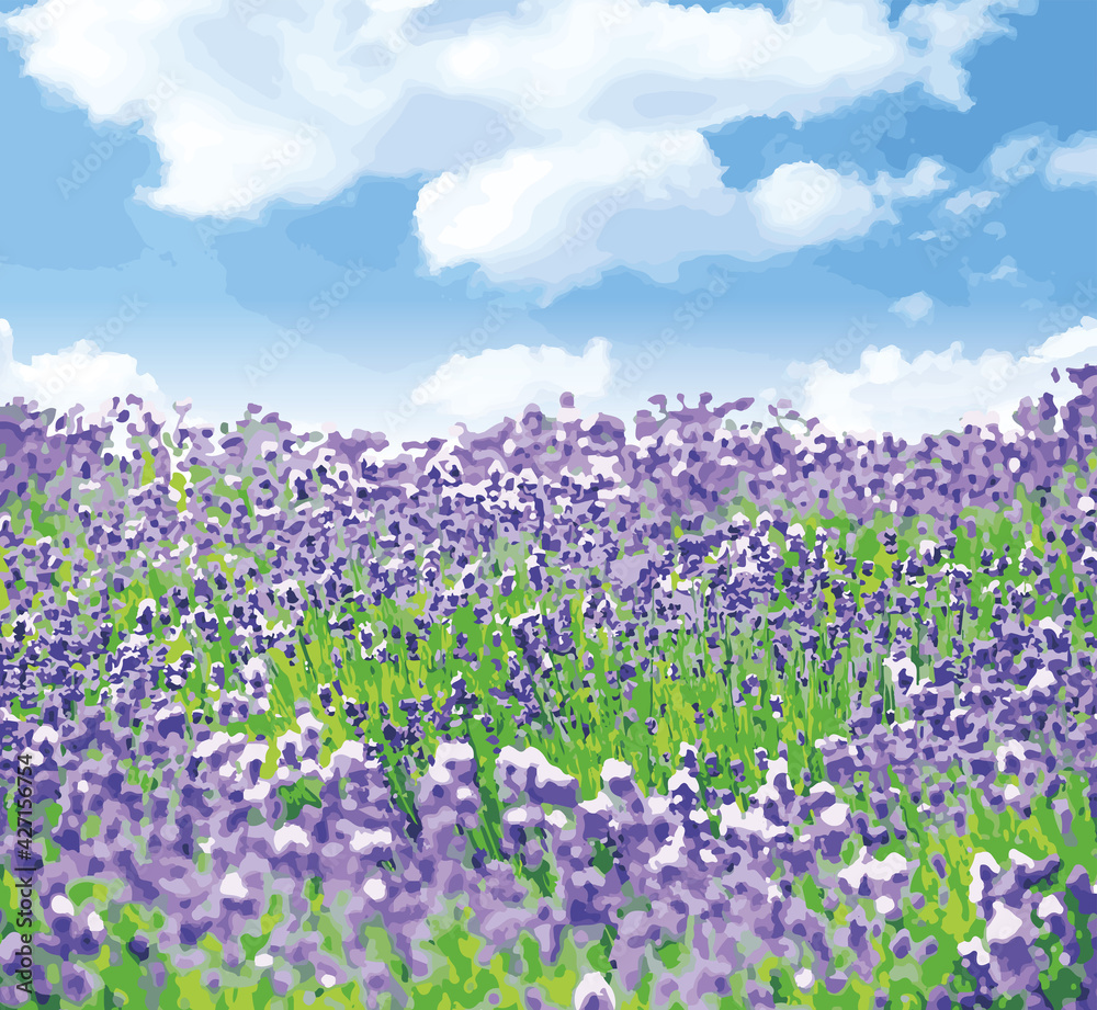 夏の北海道ラベンダー畑背景50