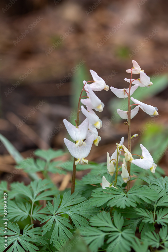 Macro texture background of uncultivated tiny white Dutchman's Breeches (Dicentra cucullaria) wildflowers growing in their native woodland habitat in early spring. Macro texture background of uncultivated tiny white Dutchman's Breeches (Dicentra cucullaria) wildflowers growing in their native woodland habitat in early spring.