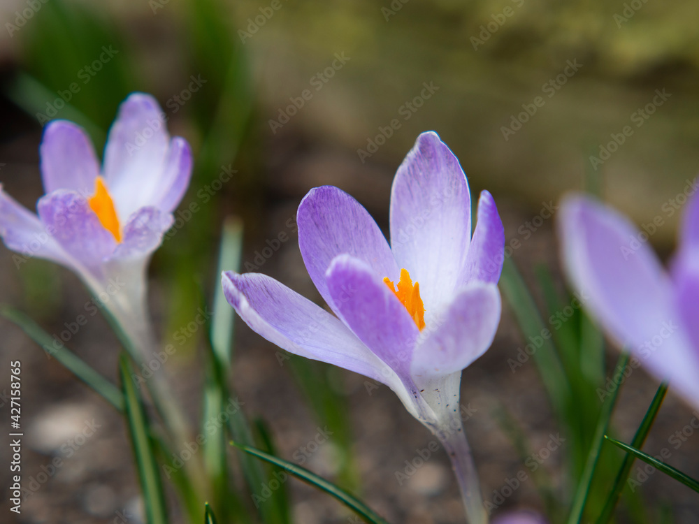 Close-up image of cute little spring blooming, purple crocus flowers Close-up image of cute little spring blooming, purple crocus flowers