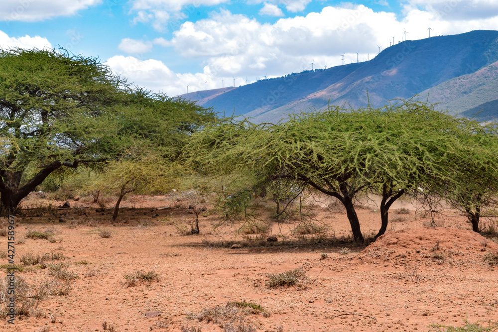 Acacias tree growing in the wild against a Mountain background in rural Kenya 