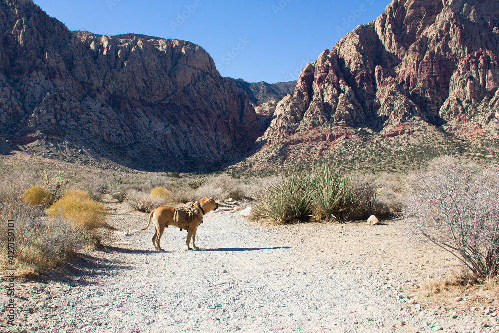 Hiking dog
