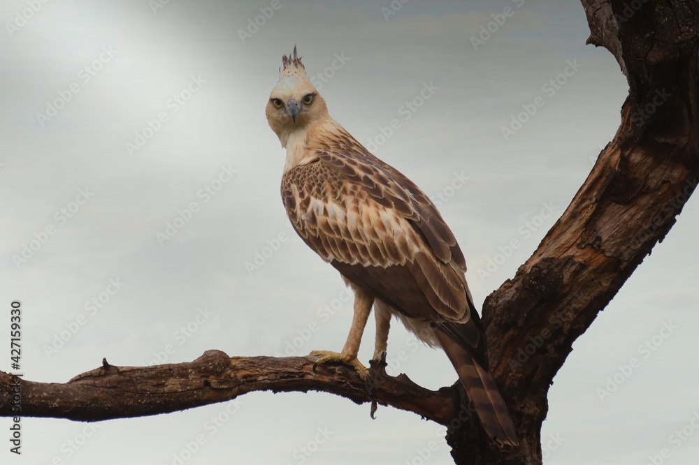 Crested hawk-eagle resting on pearch at Bandhavgarh National Parl , India Crested hawk-eagle resting on pearch at Bandhavgarh National Parl , India