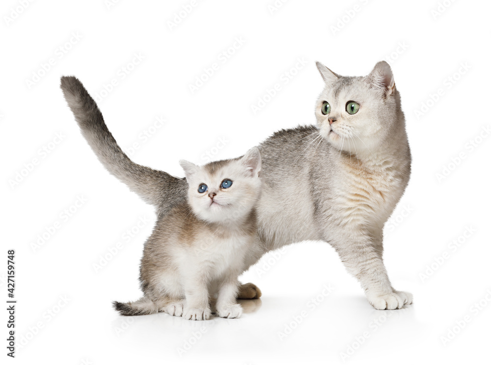 Obraz premium Scottish cat and a kitten standing over white