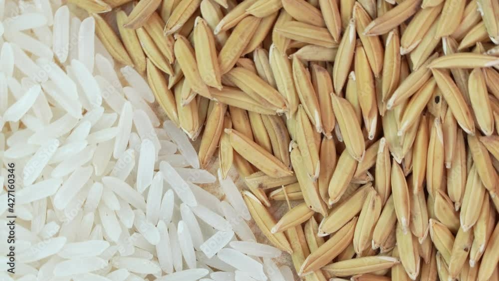 Top view Rotate jasmine rice and paddy seed texture close up, White Rice grain Paddy texture on wooden table. Top view Rotate jasmine rice and paddy seed texture close up, White Rice grain Paddy texture on wooden table.