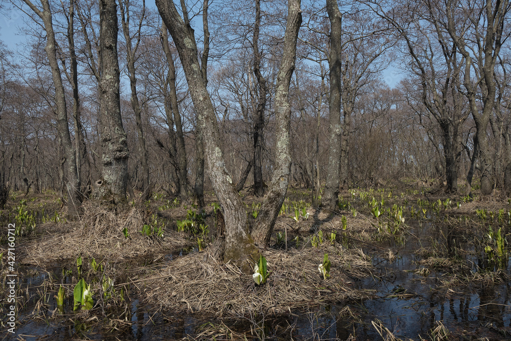 Obraz premium マクンベツ湿原(Makunbetsu Marsh)