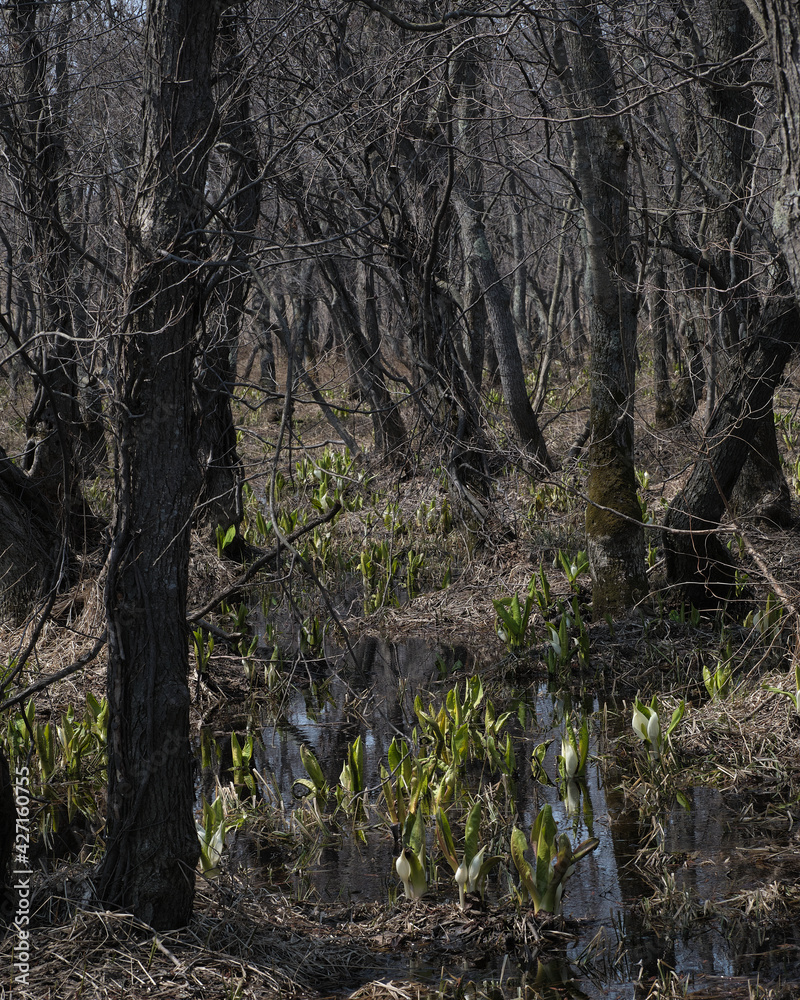 Fototapeta premium マクンベツ湿原(Makunbetsu Marsh) 