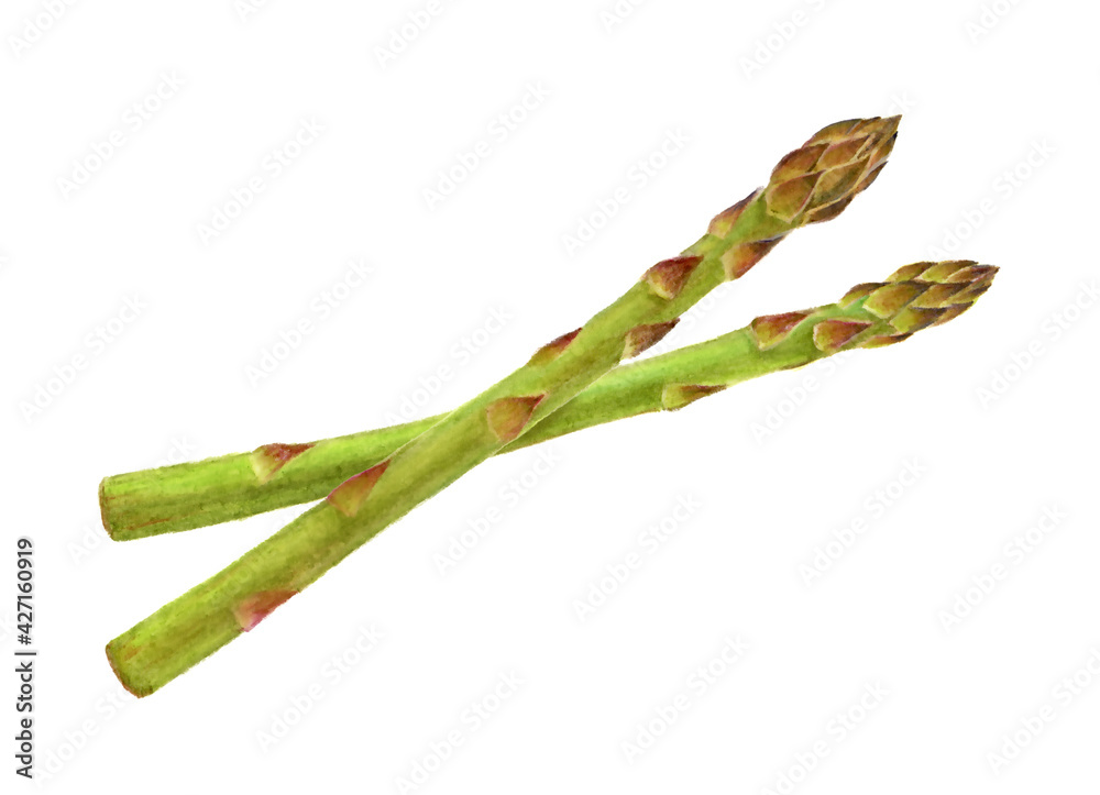 アスパラガスの手描きイラスト Stock Illustration Adobe Stock