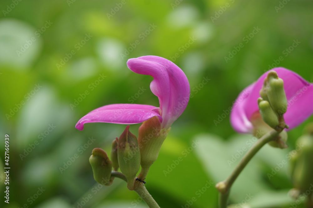 Lathyrus grandiflorus with a natural background. Also called two-flowered everlasting pea flower Lathyrus grandiflorus with a natural background. Also called two-flowered everlasting pea flower