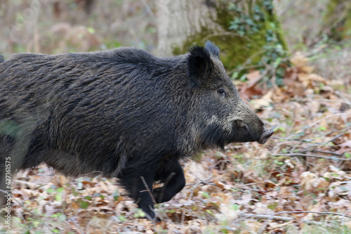 Wild boar running in the oak forest 