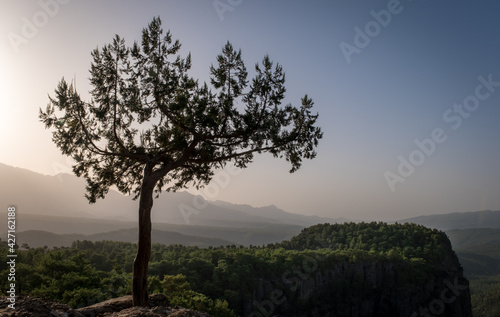 Early morning  just after sunrise. Tazi Canyon  Bilgelik Vadisi  in Manavgat  Antalya  Turkey. Greyhound Canyon  Wisdom Valley. Silhouette of a tree on a rock against a background of mountains and sky