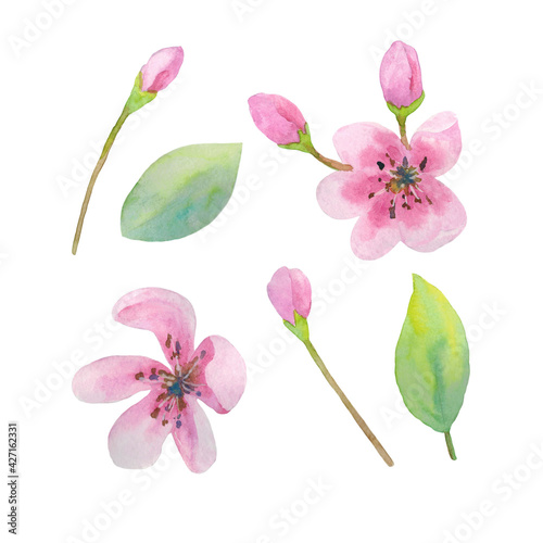 Sakura flowers set. Objects are isolated on a white background. The illustration is hand-drawn in watercolor.