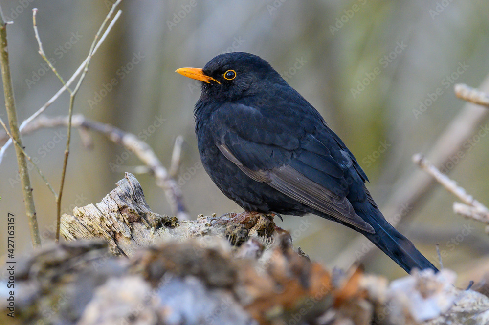 Amsel isoliert Amsel isoliert