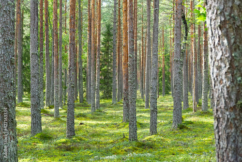 Pine forest. Beautiful spring pine tree forest in Estonia.
