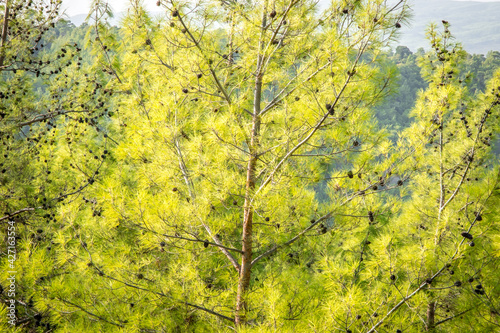 Summer lanscape in Koprulu Canyon National Park. Bright pine forest. Manavgat, Antalya, Turkey.