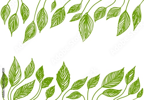 Sfondo bianco cornice botanica floreale foglie verde photo