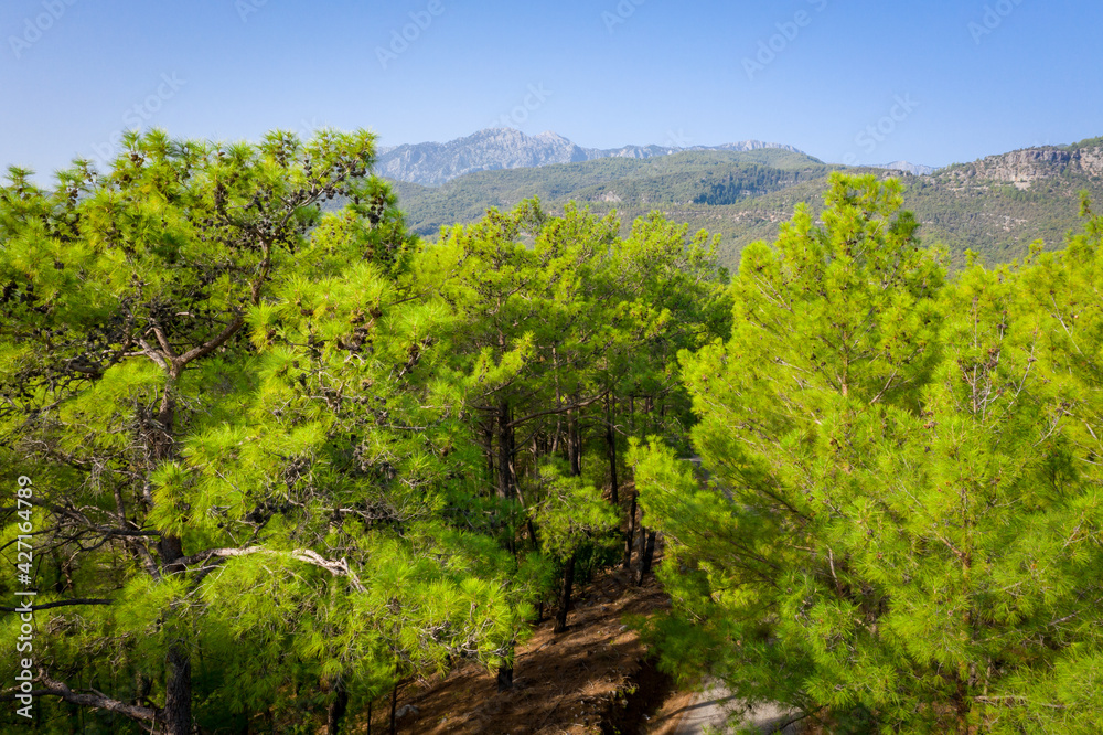 Summer lanscape in Koprulu Canyon National Park. Bright pine forest. Manavgat, Antalya, Turkey.