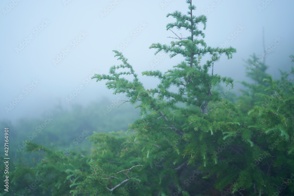 Fototapeta premium 富士登山の風景、高山植物