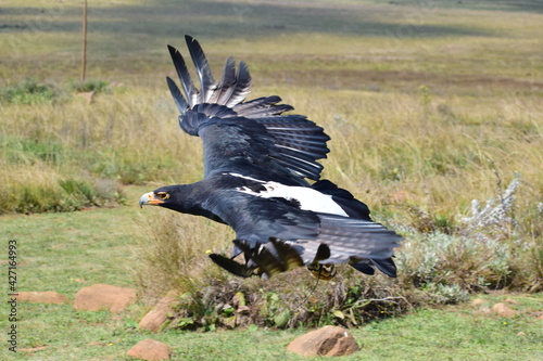 Wallpaper Mural black eagle in flight Torontodigital.ca