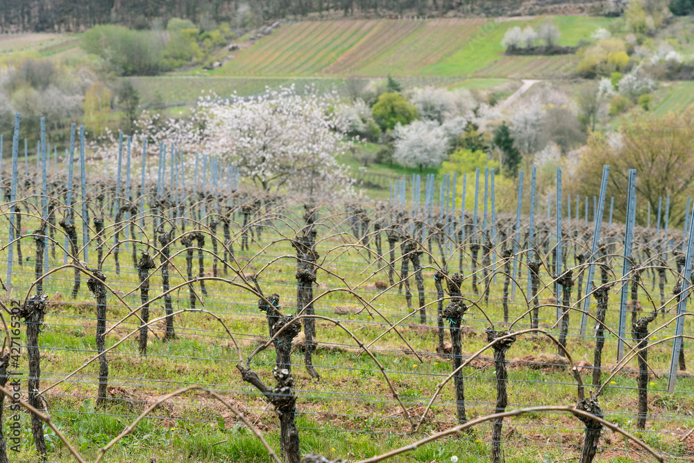 Landschaft im Frühjahr mit gebundenen Weinreben und blühenden Bäumen