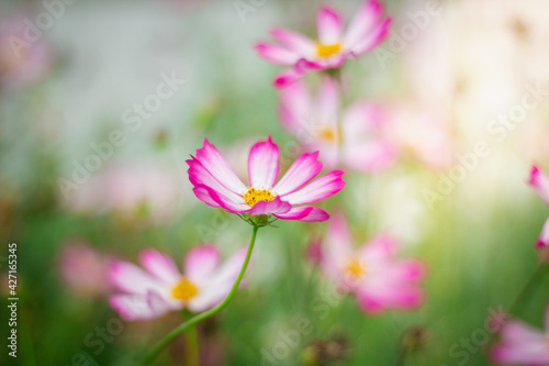 Cosmos flowers are blooming in a beautiful garden. © จิตรกร เนาเหนียว