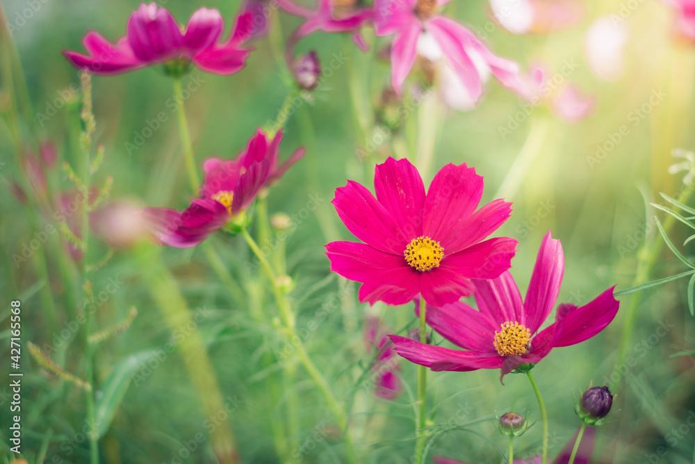 Cosmos flowers are blooming in a beautiful garden. Cosmos flowers are blooming in a beautiful garden.
