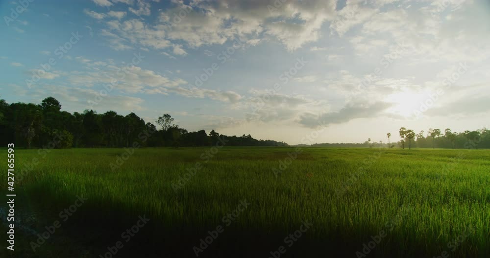 Paddy Fields Near Angkor Thom in Siem Reap, Cambodia Paddy Fields Near Angkor Thom in Siem Reap, Cambodia