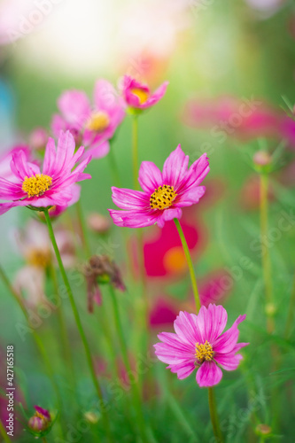 Cosmos flowers are blooming in a beautiful garden.