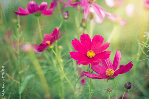 Cosmos flowers are blooming in a beautiful garden.