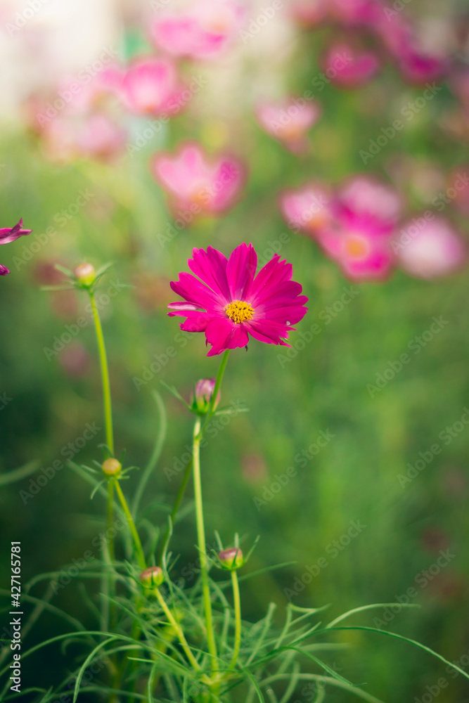 Cosmos flowers are blooming in a beautiful garden. Cosmos flowers are blooming in a beautiful garden.