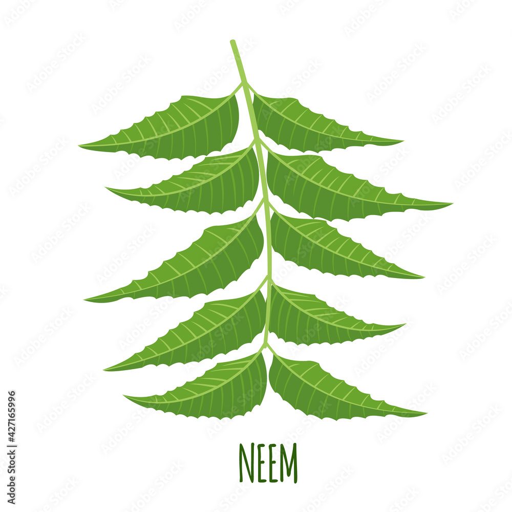 Vector Neem branch or nimtree in flat style isolated on white background.
