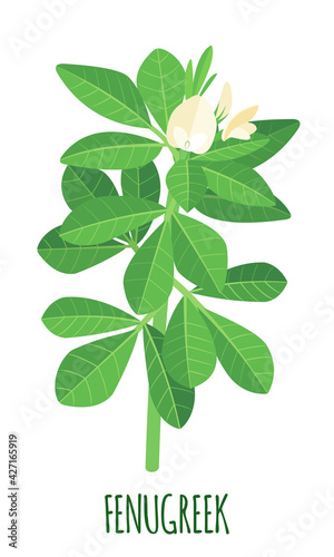 Vector Fenugreek plant icon in flat style isolated on white background.