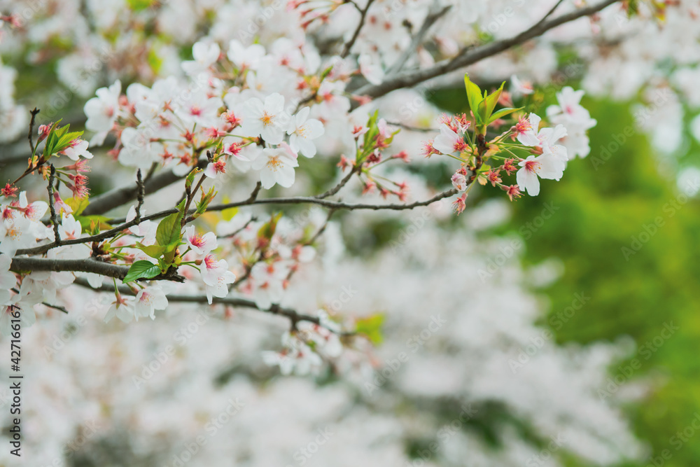 Obraz premium また来年