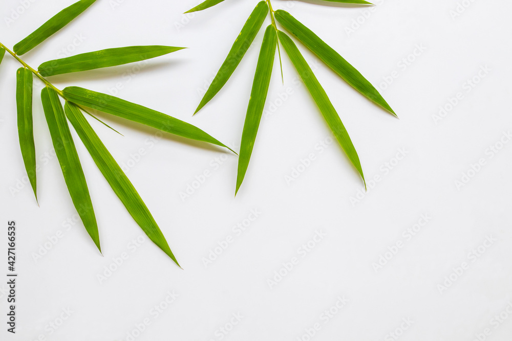 Fototapeta premium background texture nature bamboo leaf arrangement flat lay postcard style on white