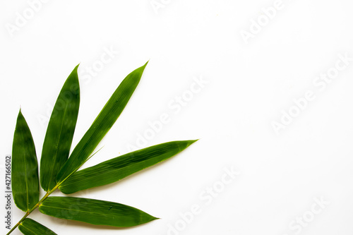 Fototapeta Naklejka Na Ścianę i Meble -  background texture nature bamboo leaf arrangement flat lay postcard style on white