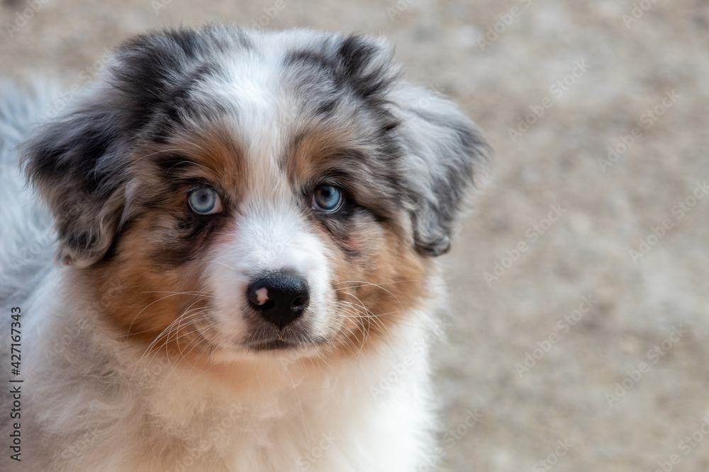 Un petit chiot berger australien Un petit chiot berger australien