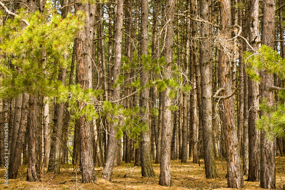 Fototapeta premium Pine forest and wild landscape and view, trees view