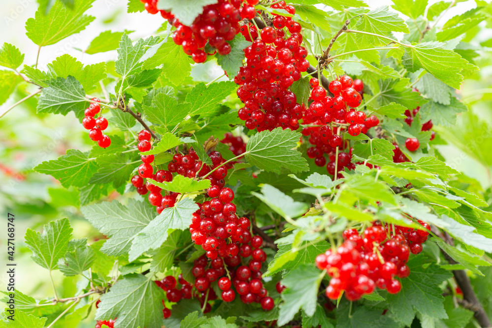 Fototapeta premium ripe red currant in a garden