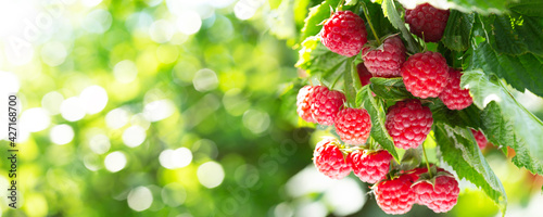 branch of ripe raspberries in a garden on green background