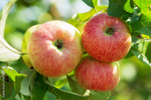 branch of ripe apples on a tree