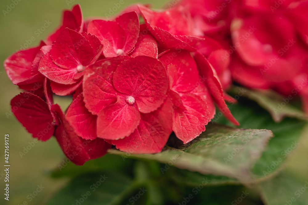 Red Hydrangea (Glowing Embers Hydrangea). Beautiful vibrant red flowers and lush foliage close up in the garden Red Hydrangea (Glowing Embers Hydrangea). Beautiful vibrant red flowers and lush foliage close up in the garden