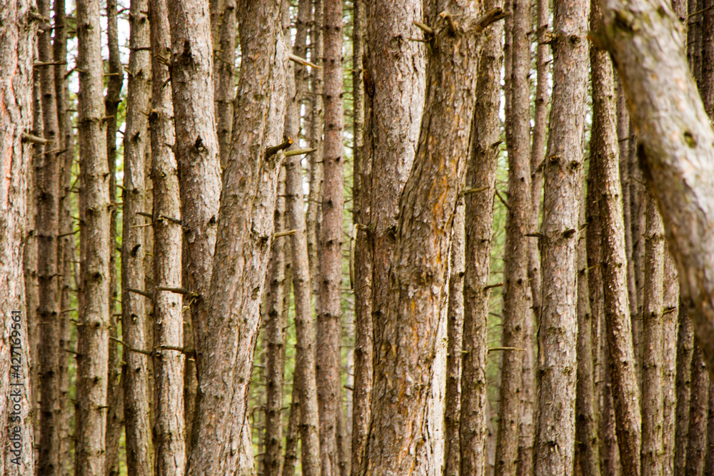 Obraz premium Pine forest and wild landscape and view, trees view