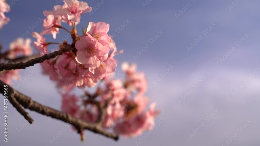 Close up background blur view of beautiful pink Cherry Blossom against blue sky Close up background blur view of beautiful pink Cherry Blossom against blue sky