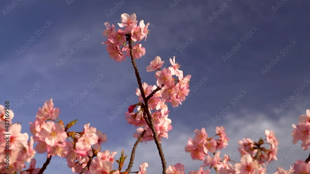 Calm and relaxing view of beautiful Sakura Cherry Blossom against blue sky with clouds Calm and relaxing view of beautiful Sakura Cherry Blossom against blue sky with clouds