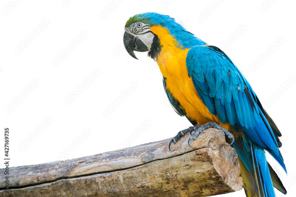 Yellow blue macaw parrot sitting on a tree isolated on background. Bird species. Animals. ARA.