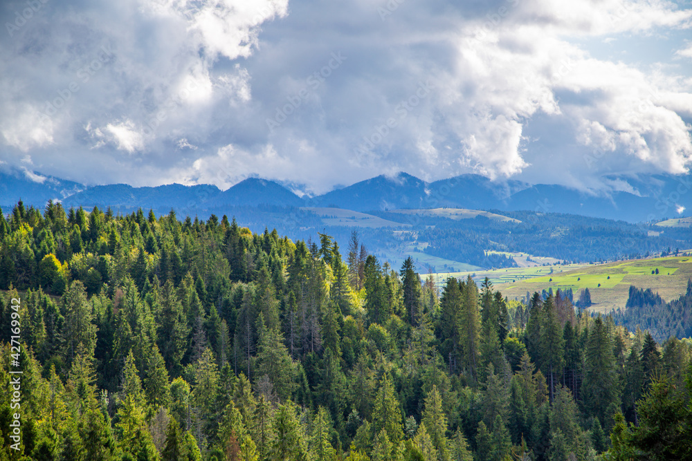 coniferous forest on the background of a mountain range in thick clouds. Beautiful landscape. coniferous forest on the background of a mountain range in thick clouds. Beautiful landscape.