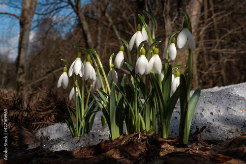 Snowdrop (Galanthus nivalis). First spring flowers. Wild nature