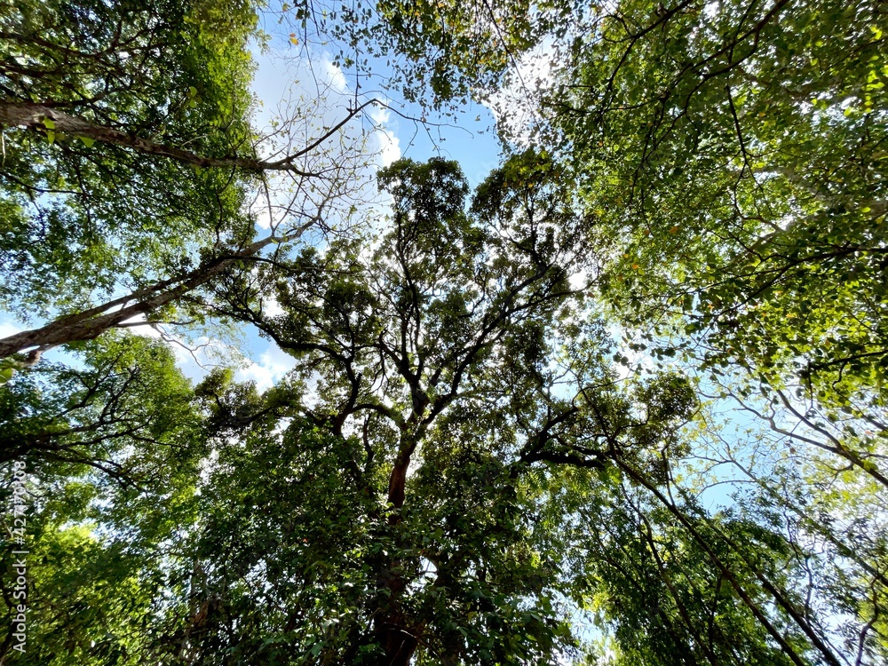 Fototapeta premium Green forests balance the world, reduce global warming and cause seasonal rain