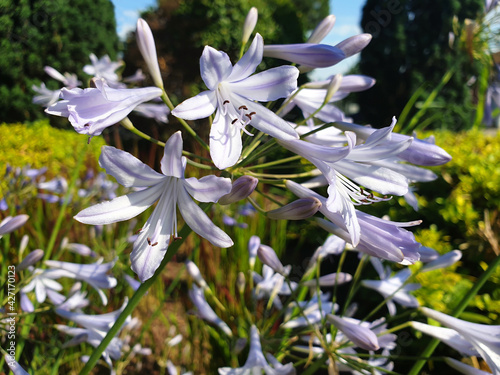 Blue and white flowers agapanthus praecox or agapanthus africanus bloom in the flower bed. photo