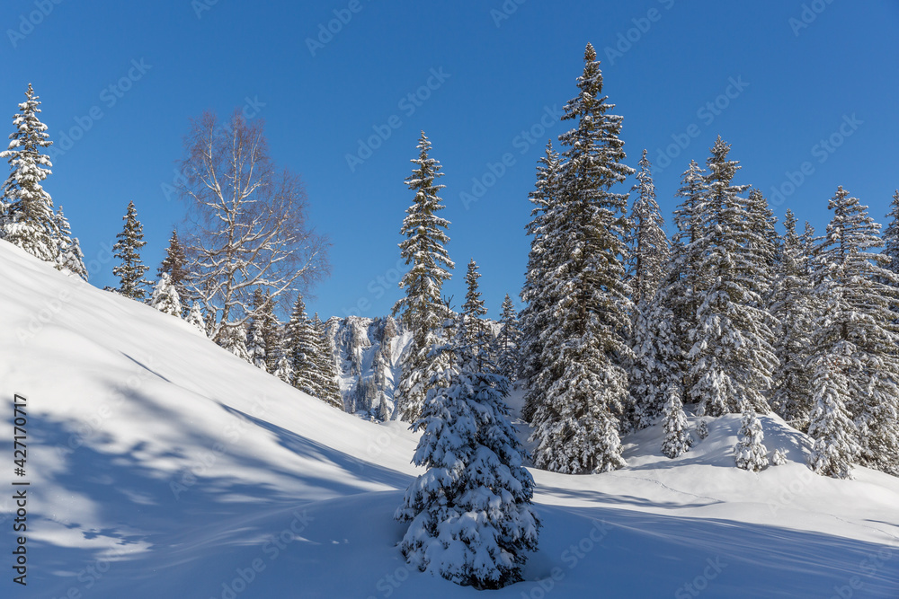 snow covered alpine landscape in winter with trees and blue sky snow covered alpine landscape in winter with trees and blue sky